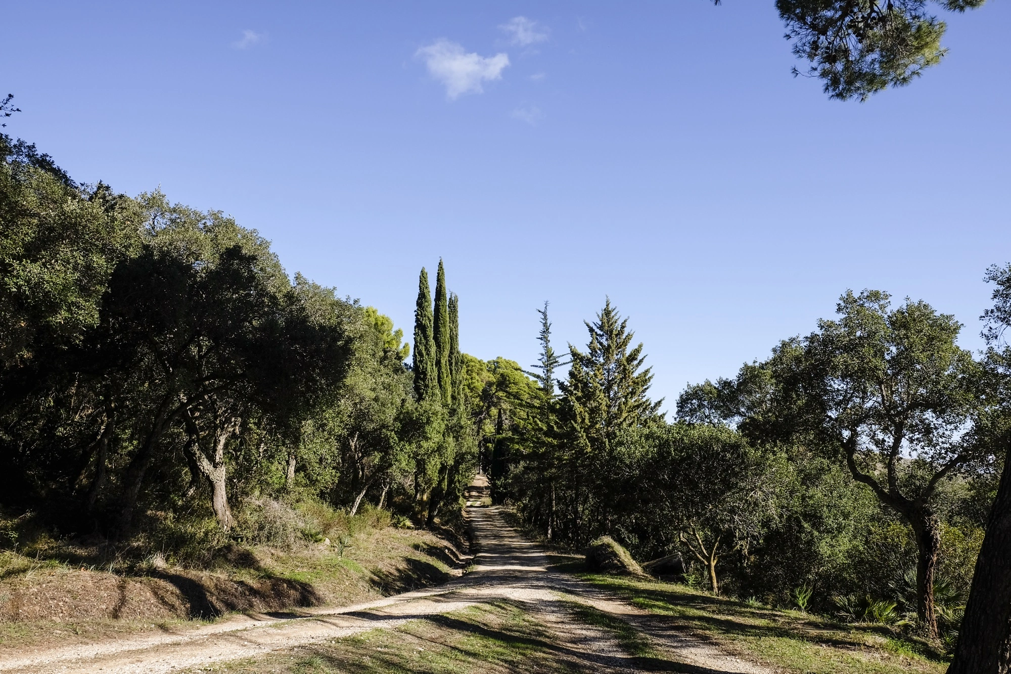 Terreno Bosco Angiluffo Verde Speranza - ambiente naturale ricco e fertile