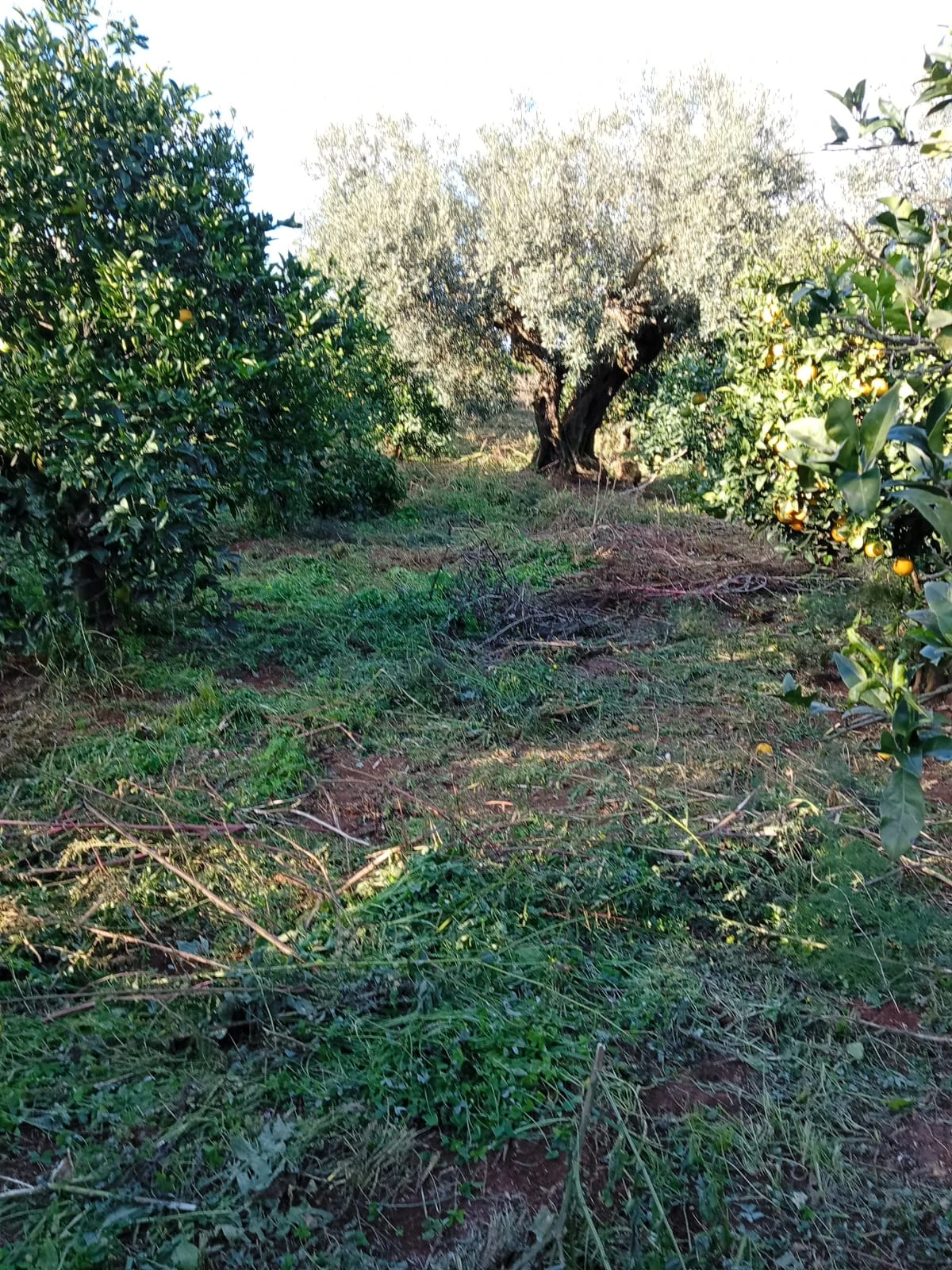Gallery Verde Speranza - Immagini dei prodotti e terreni siciliani