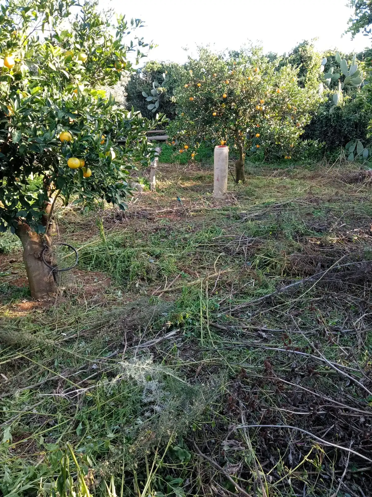 Gallery Verde Speranza - Immagini dei prodotti e terreni siciliani