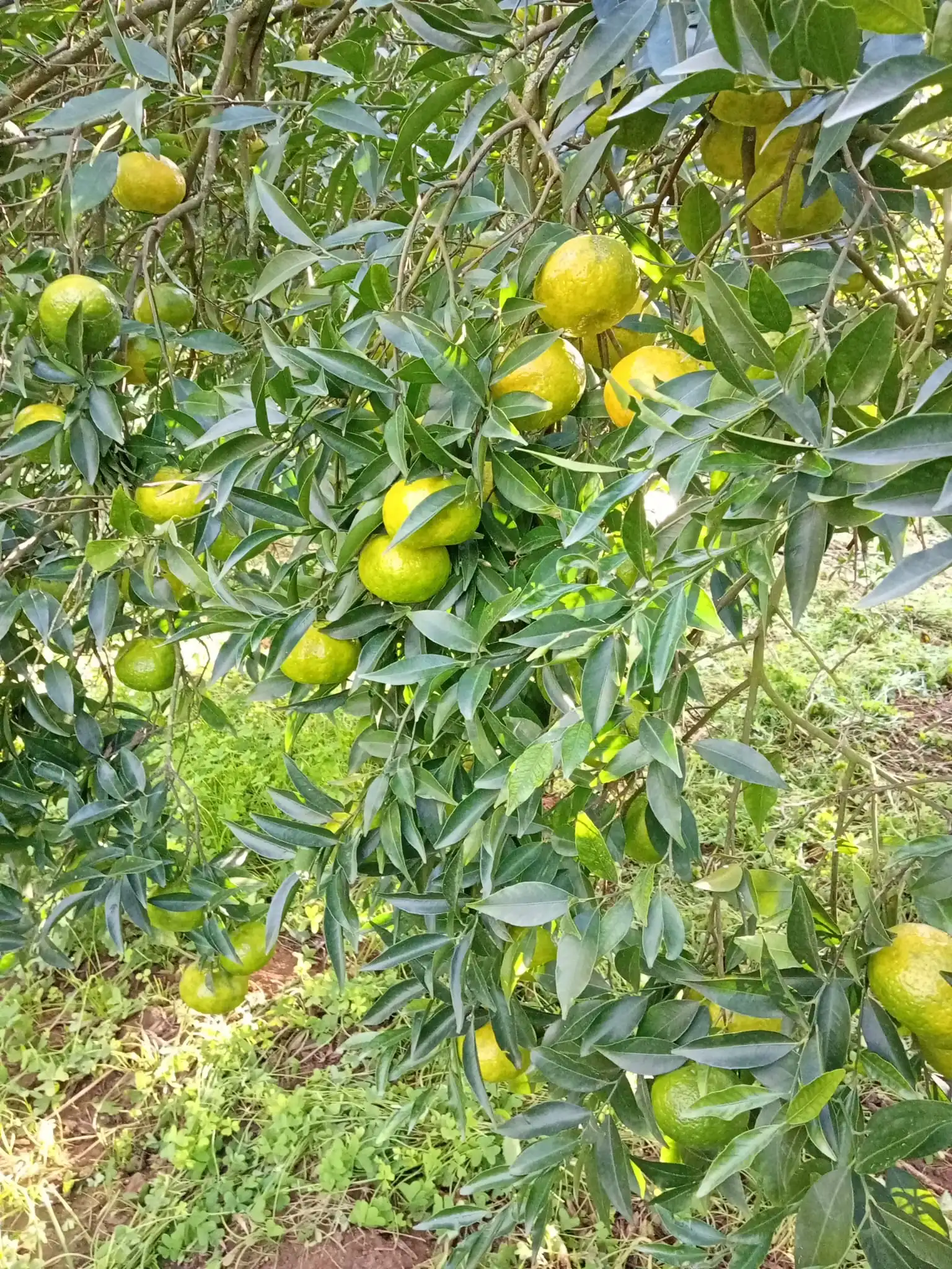 Gallery Verde Speranza 13