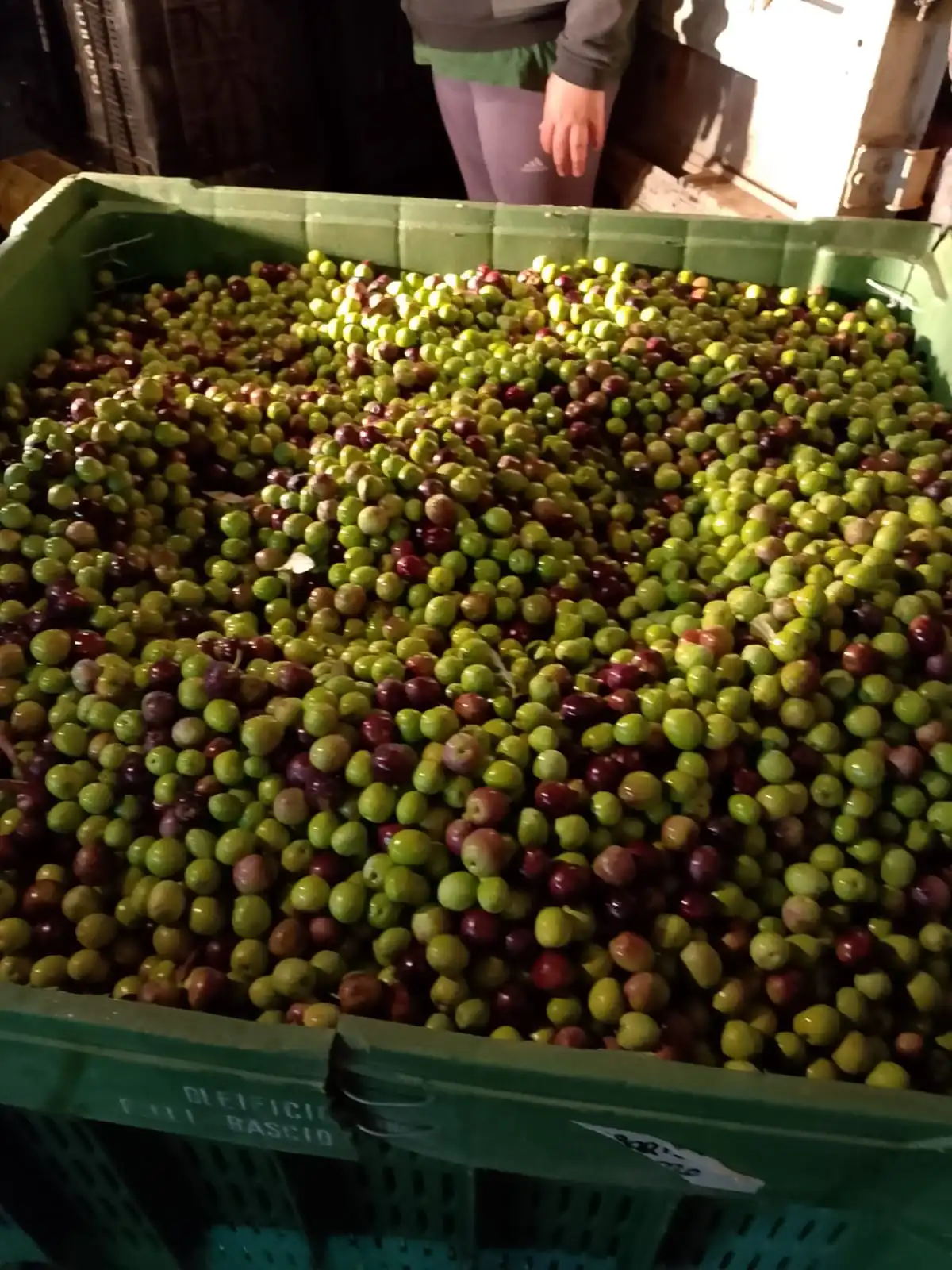 Gallery Verde Speranza - Immagini dei prodotti e terreni siciliani