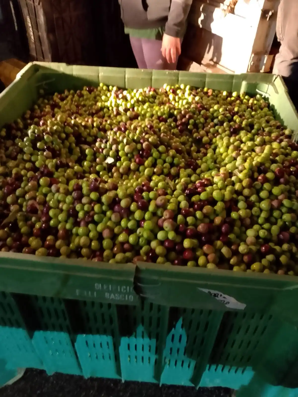 Gallery Verde Speranza - Immagini dei prodotti e terreni siciliani