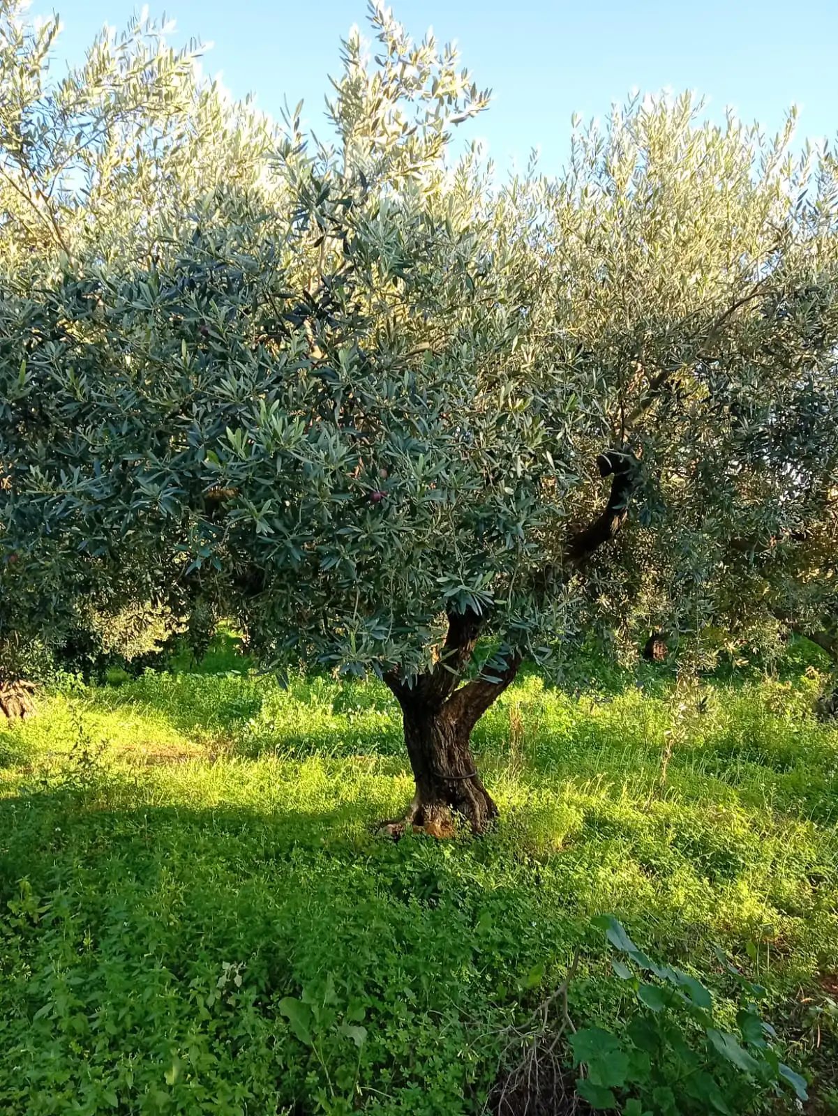 Territorio siciliano Verde Speranza con uliveti e agrumeti secolari coltivati con metodi tradizionali