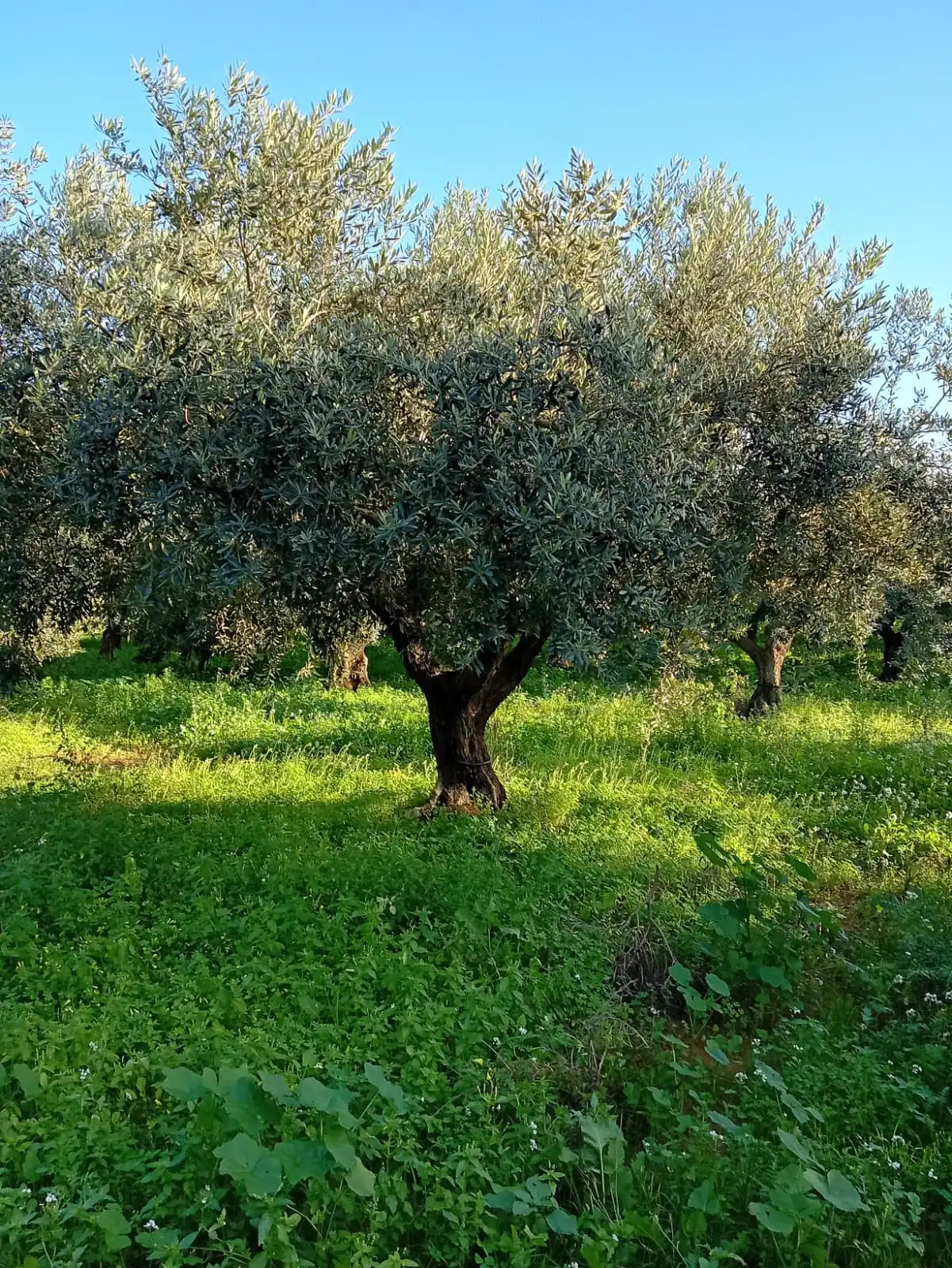 Gallery Verde Speranza - Immagini dei prodotti e terreni siciliani