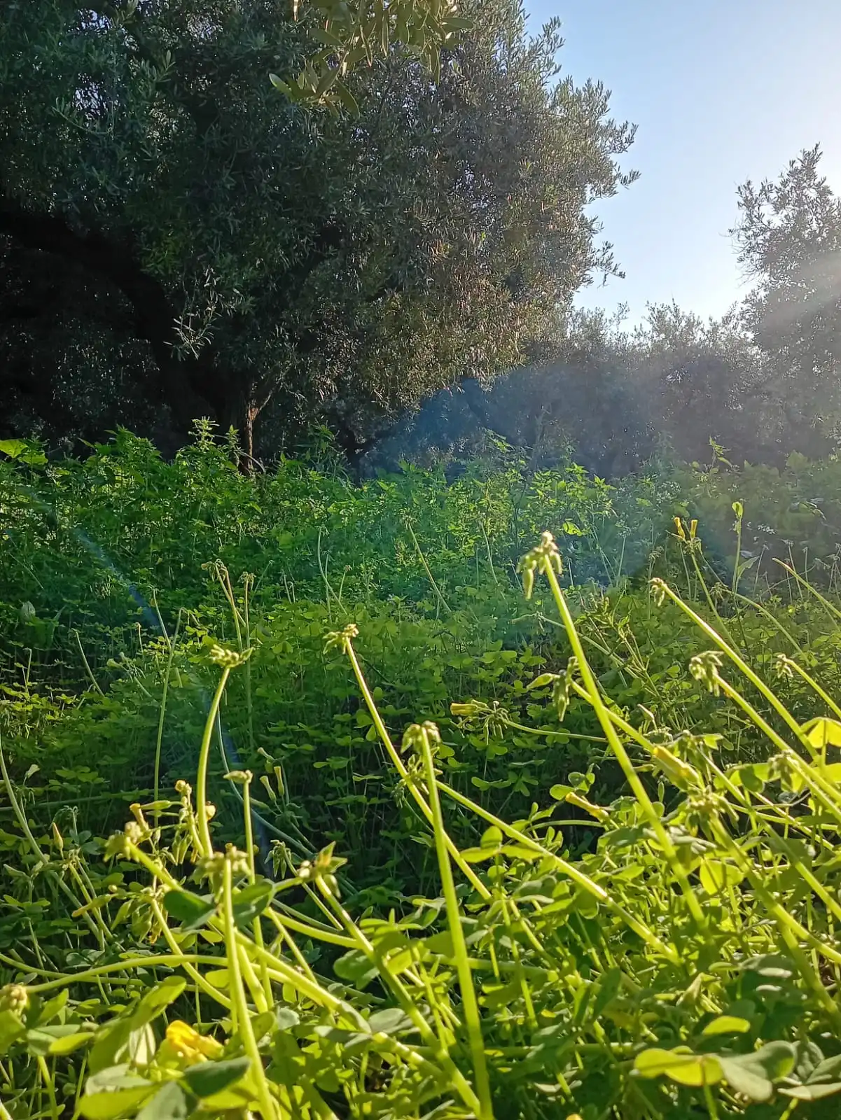 Gallery Verde Speranza - Immagini dei prodotti e terreni siciliani