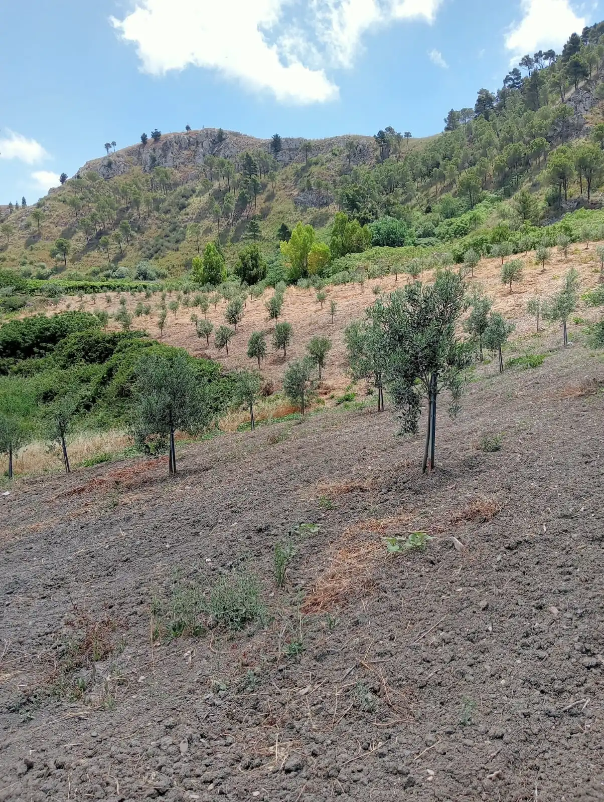 Gallery Verde Speranza - Immagini dei prodotti e terreni siciliani