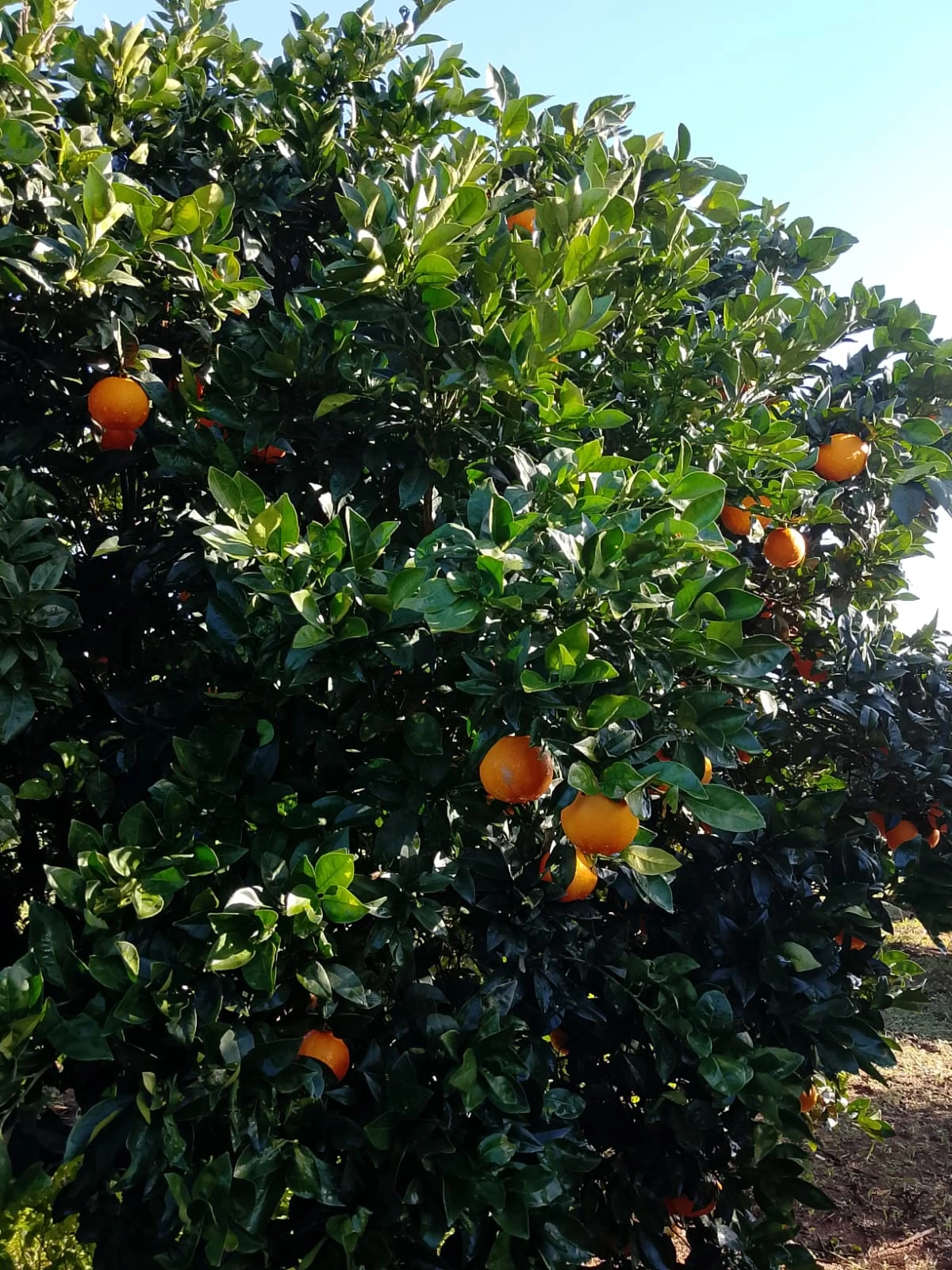 Gallery Verde Speranza - Immagini dei prodotti e terreni siciliani