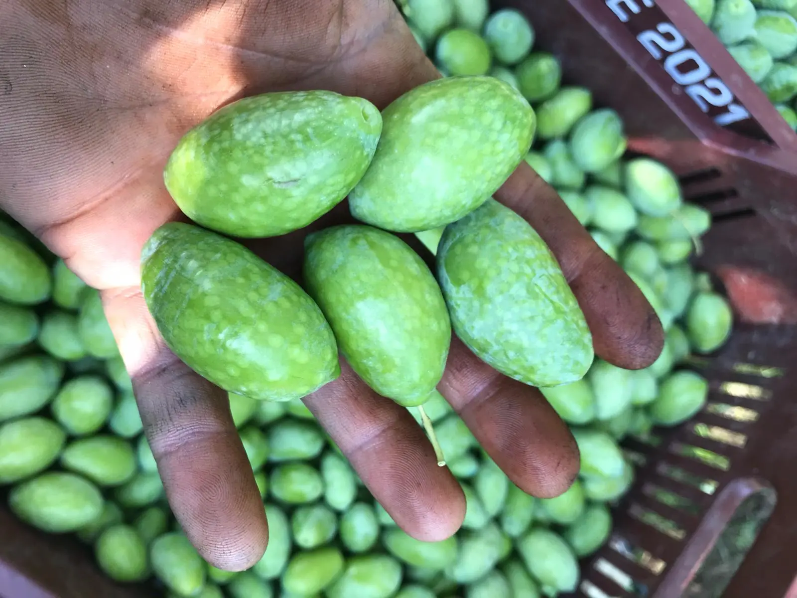 Gallery Verde Speranza - Immagini dei prodotti e terreni siciliani