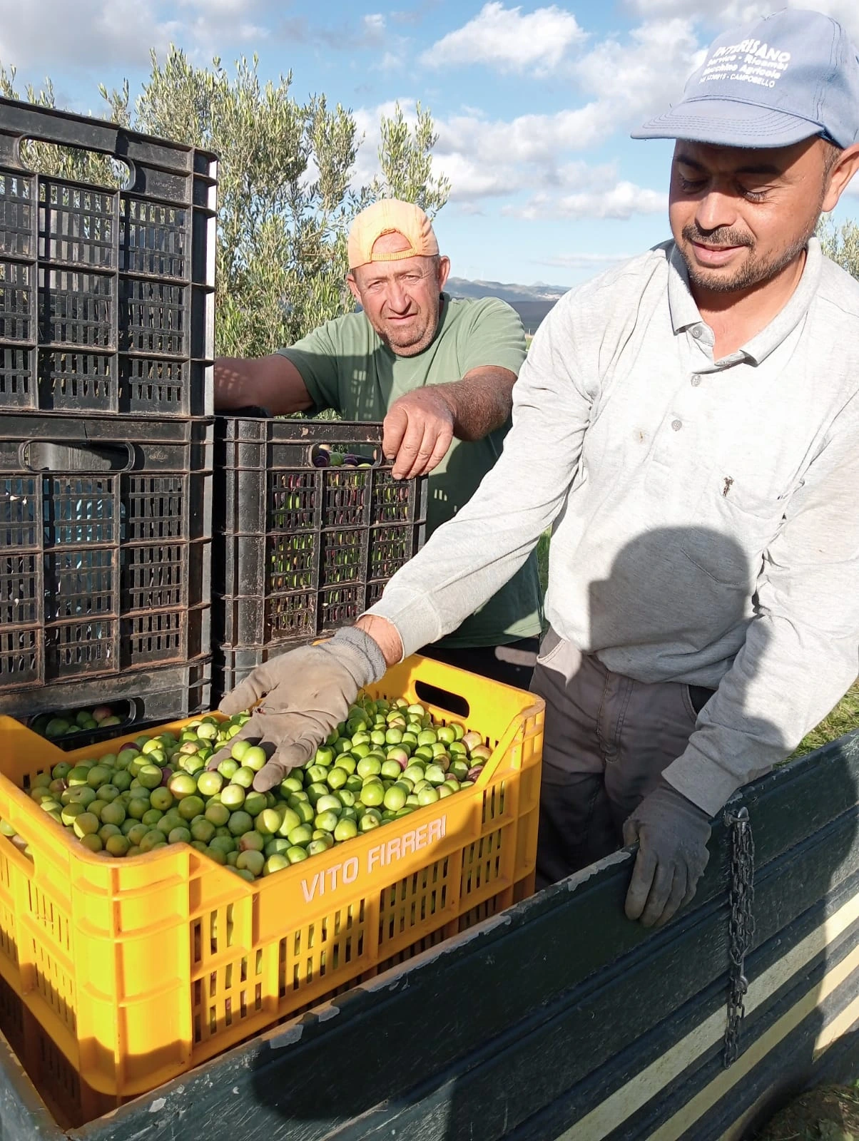 Gallery Verde Speranza - Immagini dei prodotti e terreni siciliani