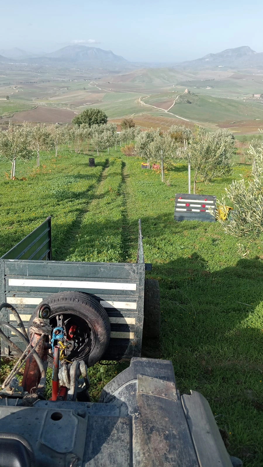 Gallery Verde Speranza - Immagini dei prodotti e terreni siciliani