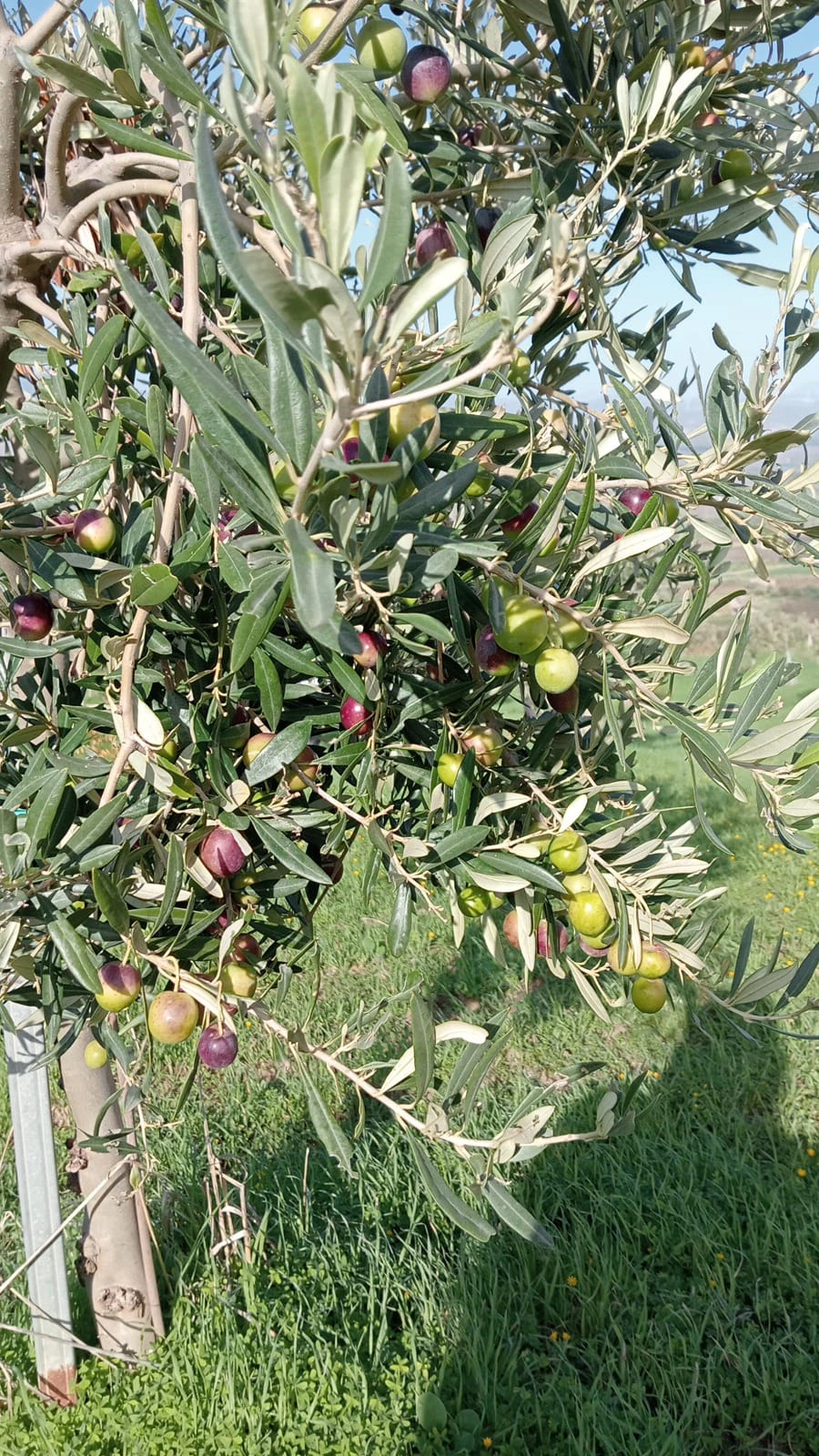Gallery Verde Speranza - Immagini dei prodotti e terreni siciliani